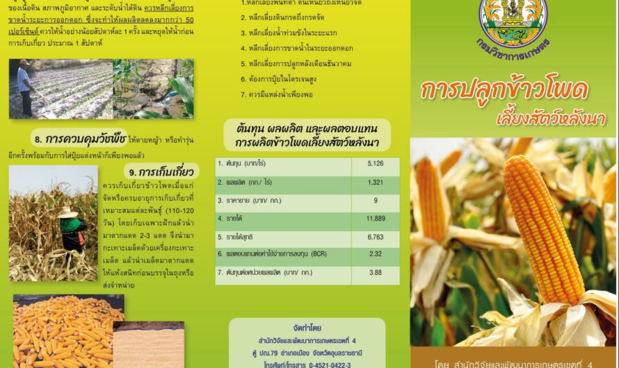 ข้าวโพดเลี้ยงสัตว์หลังนา