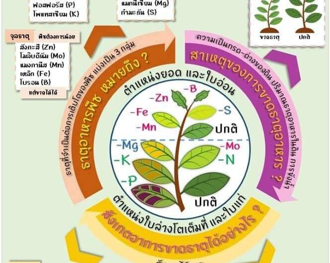 เกร็ดความรู้การขาดธาตุอาหารของพืช