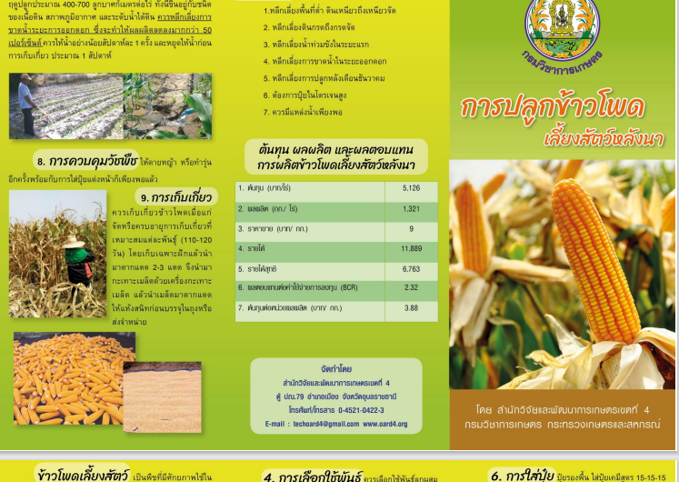 การปลูกข้าวโพดเลี้ยงสัตว์หลังนา