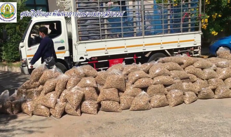 มอบเมล็ดพันธุ์ถั่วลิสง พันธุ์ขอนแก่น 6 แก่ผู้ประสบภัยพิบัติน้ำท่วม จังหวัดมหาสารคาม