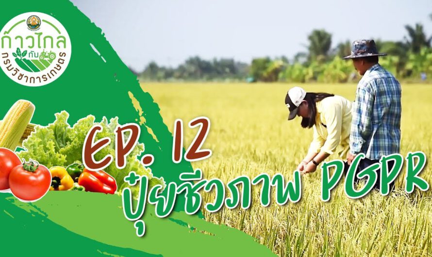 ปุ๋ยชีวภาพ PGPR