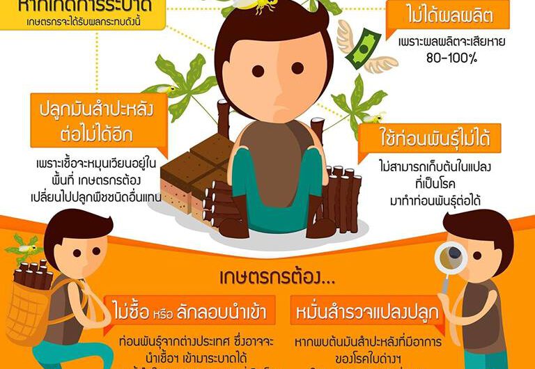 เฝ้าระวังโรคใบด่างมันสำปะหลัง