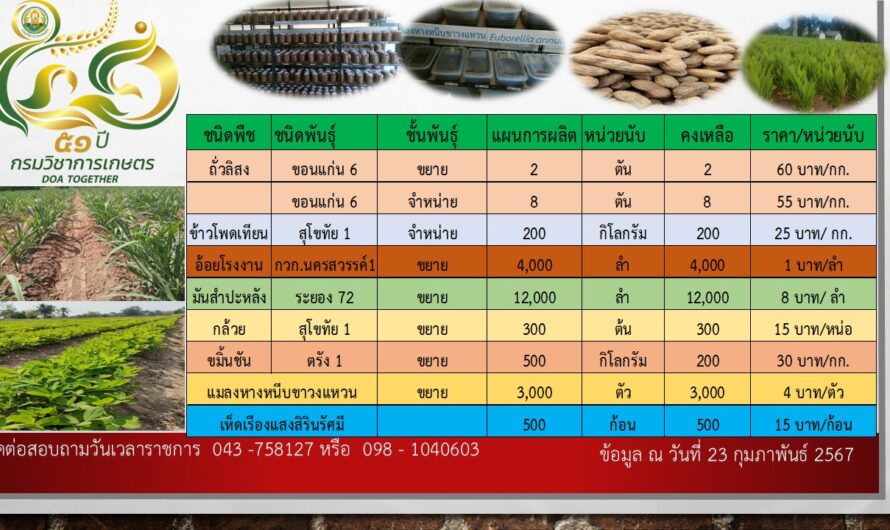 ราคาจำหน่ายเมล็ดพันธุ์ ท่อนพันธุ์ ปัจจัยการผลิต วันที่ 23 กุมภาพันธ์ 2567